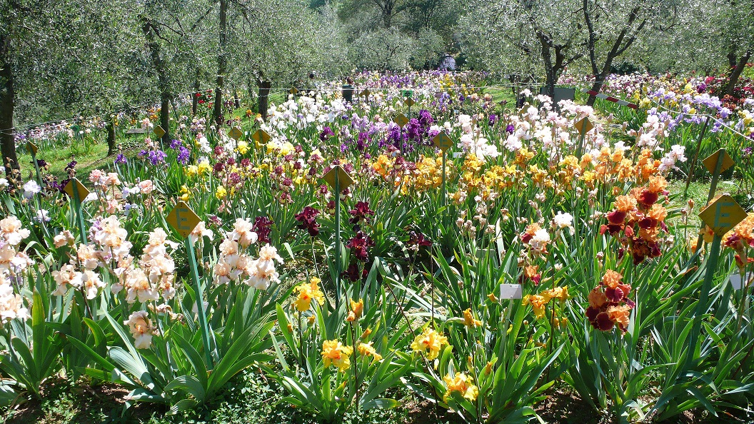 Visitare Firenze: Il giardino degli Iris